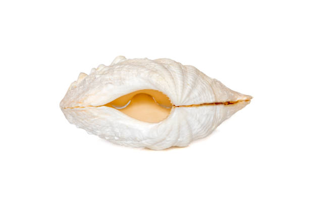 istock Image of seashells clam pearled on a white background. Undersea Animals. Sea Shells. 1424597516