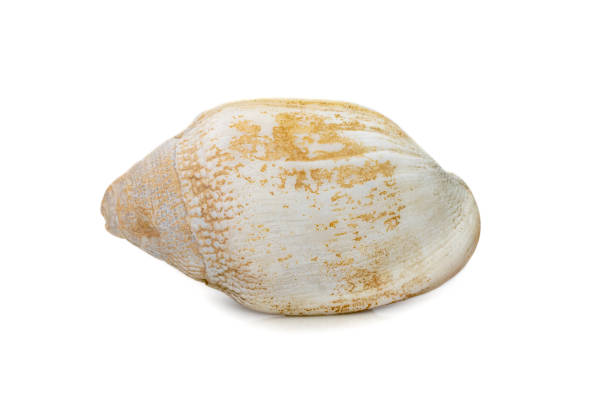 istock Image of very old white phalium granulatum sea shell isolated on white background. Undersea Animals. Sea Shells. 1424597996
