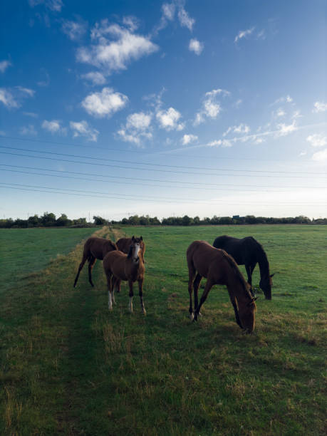 Horses on field and farm blue sky summer time