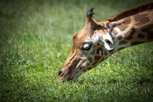 giraffe grazing grass