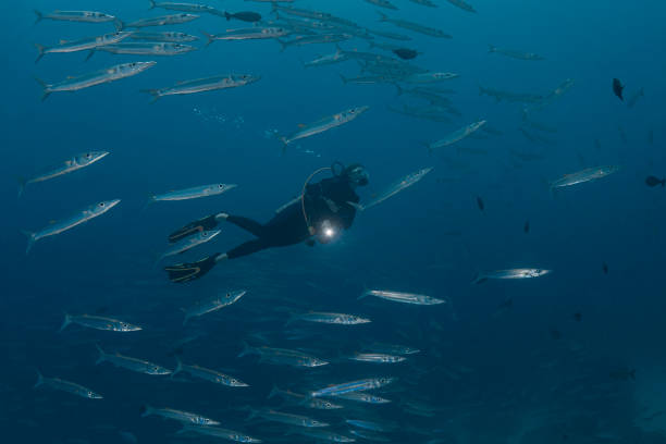 istock School of barracudas and diver - Palau, Micronesia 1424601398