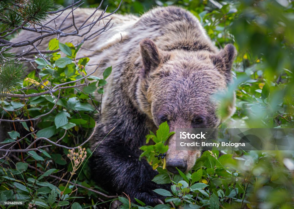 Grizzle bear looking for berries Grizzle bear looking for berries in Glacier National Park Animal Stock Photo