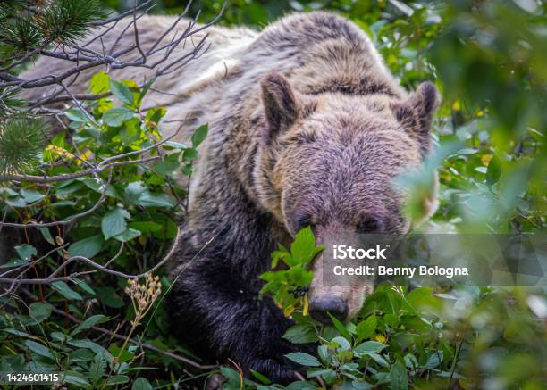 Grizzle Bear Looking For Berries Stock Photo - Download Image Now - Animal, Animal Body Part, Animal Head