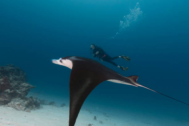 istock Manta Ray and female diver - Palau, Micronesia 1424601430