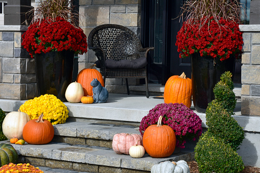 Colourful pumpkins, gourds and mums create a luxury autumn halloween and thanksgiving landscaping decor.