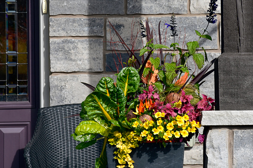 Gardener planting spring flower