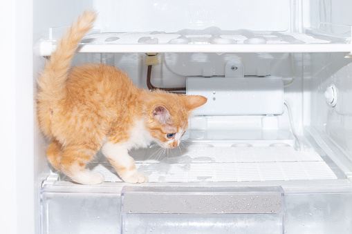 Ginger kitten on the shelf of the freezer. Defrosting the refrigerator, household chores.
