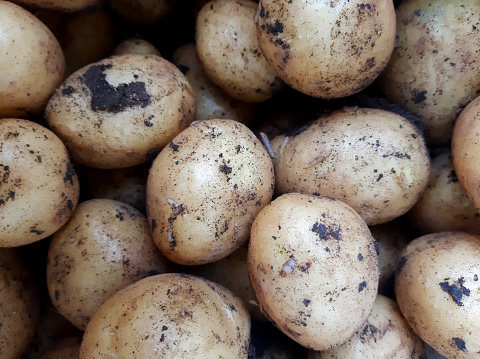 A view from above close-up shot of an unrecognisable mature man's arms holding freshly picked potatoes. He is in a community garden and is holding out his muddy hands. The allotment is located in North Shields.