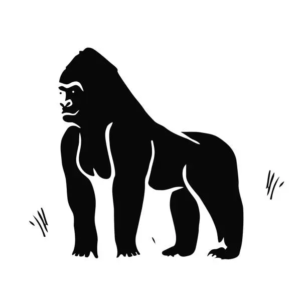 Vector illustration of Animal gorilla hand drawing in black and white. Vector illustration for printing