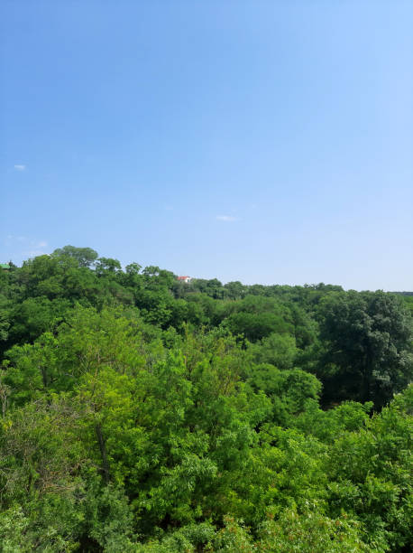 istock A landscape with a deciduous forest in summer with a clean sky above tree crowns 1424605549