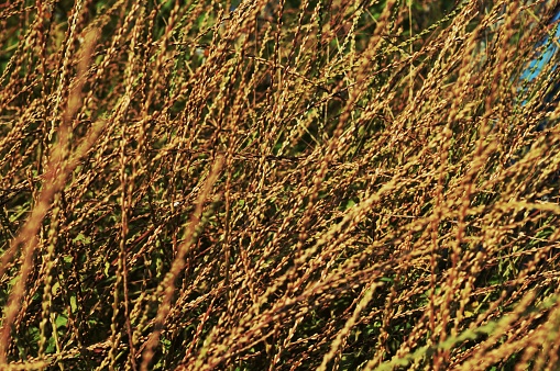 a dangerous thorny grass that usually grows in bushes