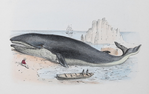 Vintage color illustration - Blue whale (Balaenoptera musculus)