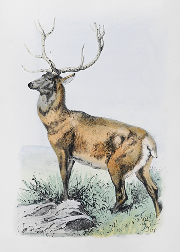 Vintage color illustration - Red deer (Cervus elaphus)