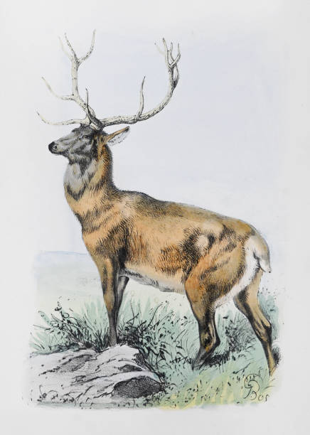 Red deer (Cervus elaphus) - vintage color illustration Vintage color illustration - Red deer (Cervus elaphus) christmas trophy pictures stock illustrations