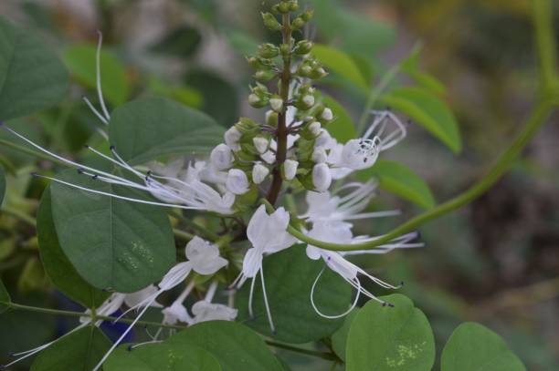 medicinal plants:Orthosiphon aristatus This plant is one of the original medicinal plants of Indonesia which has many benefits and uses in tackling various diseases orthosiphon aristatus stock pictures, royalty-free photos & images