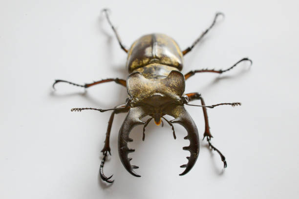 istock Male Miyama Stag Beetle 1424607777