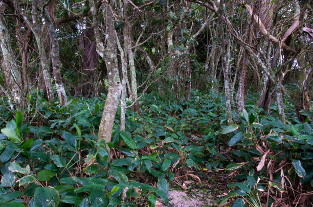 istock green forest of the jungle 1424610295