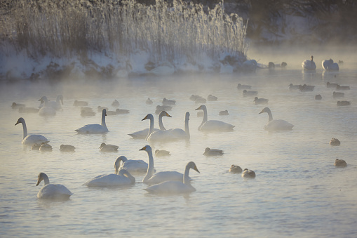 Swans and ducks in mist on altai lake Svetloe at early morning