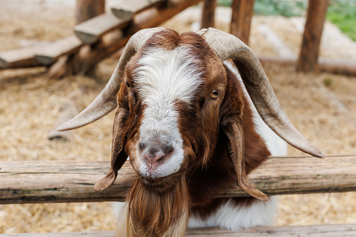 Male Boer goat very awarded in Brazil. The Boer is a breed developed in South Africa