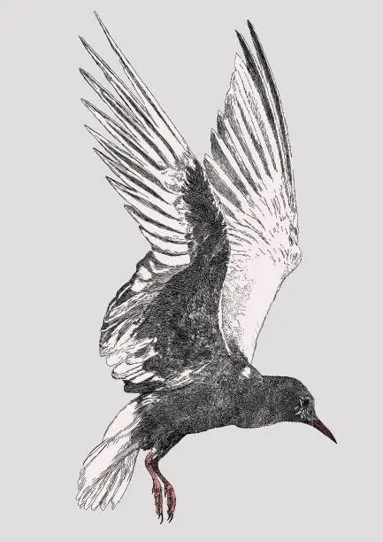 Vector illustration of White Winged Tern, Black Tern