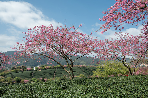 Some pink cherry trees planted in the green tea garden