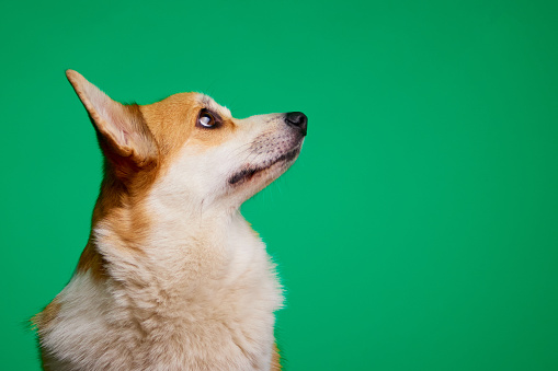 Studio portrait of a corgi dog isolated on a green background. Funny dog face. World Pet Day. A place to advertise.