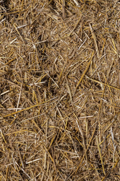 istock Golden stubble after harvest, low framing, background for graphic desighners 1424615524