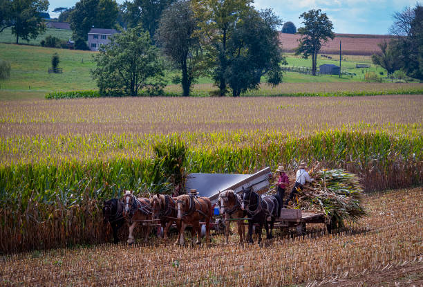 Ronks, Pennsylvania, September 11, 2021 - A View of Amish Harvesting There Corn Using Six Horses and Three Men as it was Done Years Ago on a Sunny Fall Day