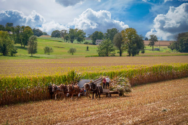 Ronks, Pennsylvania, September 11, 2021 - A View of Amish Harvesting There Corn Using Six Horses and Three Men as it was Done Years Ago on a Sunny Fall Day