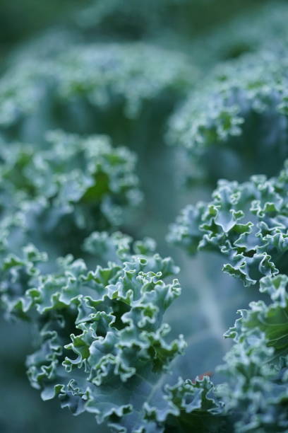 istock Kale in a garden 1424617076