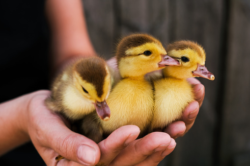 baby ducks close-up in human hands