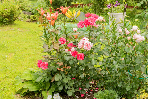 floração exuberante e bela de rosas perenes e lírios em um canteiro de flores de verão de jardim. - pink rose flower color image - fotografias e filmes do acervo