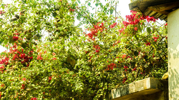 istock hawthorn on a tree in spring in bloom,.tree bush with flowers in spring 1424619903