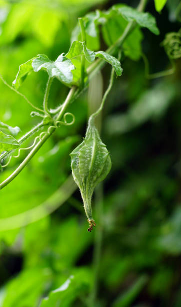 istock Momordica balsamina 1424621052