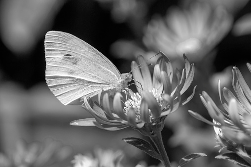 Black and white image of a Small White Butterfly (Pieris rapae) on Aster x frikartii 'Monch'