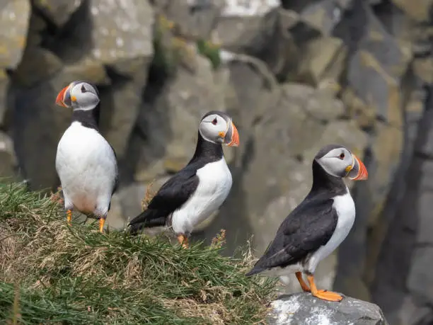 Photo of A charmin trio of Atlantic puffins on the cliffs along the famous Reynisfjara Black Sand Beach and DyrhÃ³laey in Southern Iceland