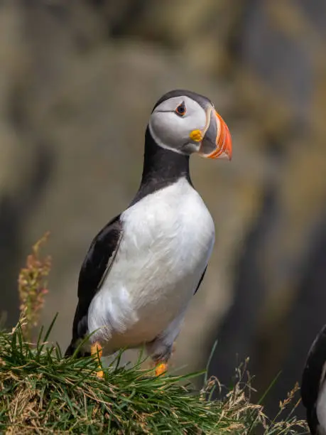 Photo of Atlantic puffin colonies on the cliffs along the famous Reynisfjara Black Sand Beach and DyrhÃ³laey in Southern Iceland