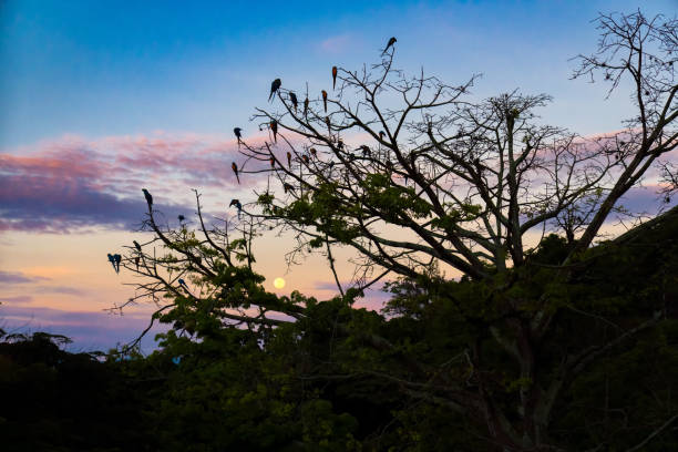 istock Parrots commonly known as Guacamayas perched on a tree with colorful sunset at the background 1424627288