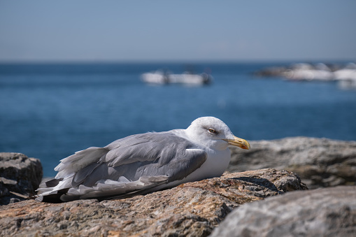 sick seagull lying on the shore