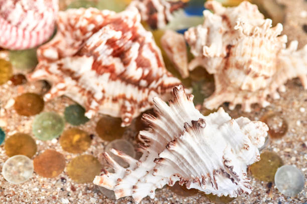 istock Seashells and polished glass in sea sand. 1424631423