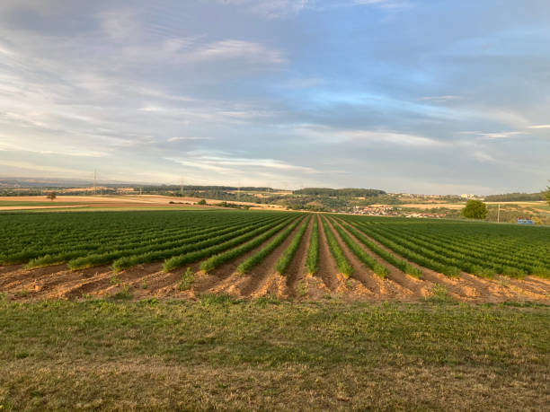 istock View of a field dotted with carrots 1424634484
