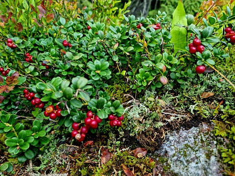 cranberries captured in the swiss alps at an altitude of 1'800 during summer season.