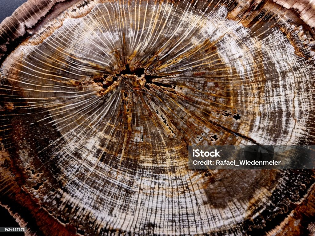 Fossil Wood A cutted piece of fossil wood. On the disk are the growth rings good visible. Abstract Stock Photo
