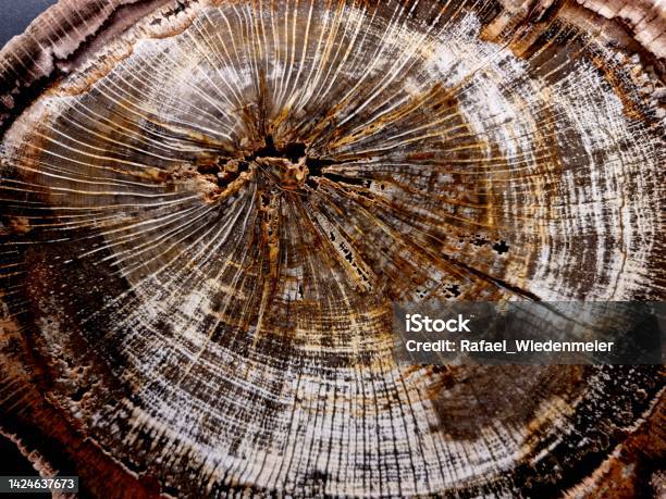 Fossil Wood Stock Photo - Download Image Now - Abstract, Backgrounds, Beauty