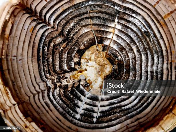 Fossil Wood Stock Photo - Download Image Now - Abstract, Backgrounds, Beauty