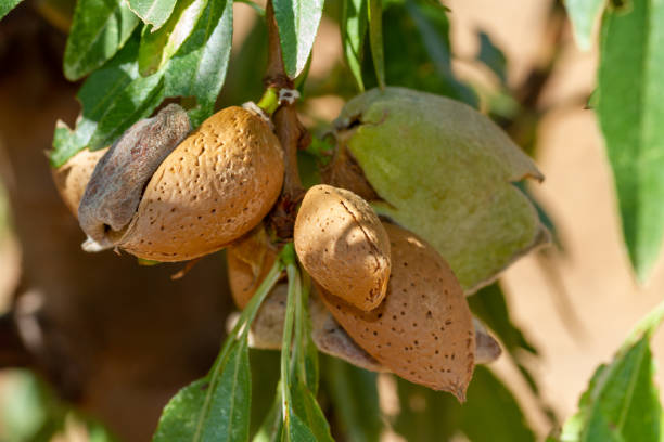 istock Largueta almonds ready for harvest on a farm in Spain 1424638076
