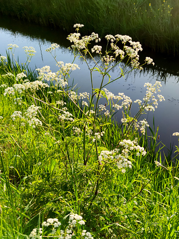 White flowering Cow parsley (Anthriscus sylvestris), also known as wild chervil or keck, is growing along water's edge on a sunny evening in spring.