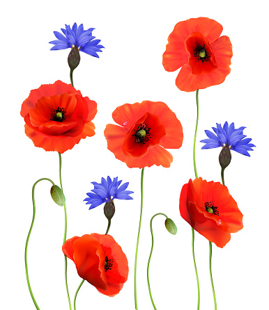 Red Poppies and Blue Cornflowers isolated on white background. 3d Realistic Vector