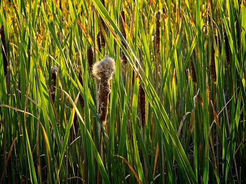 Tall grass cattails glowing in the late day sunshine at Plum Island wildlife refuge in Massachusetts. Details of grasses and cattails with billowing seed pods being back lit.