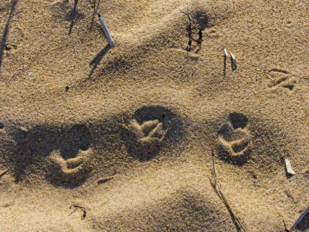 istock Bird webbed foot tracks across the sand on a Plum island beach 1424642906